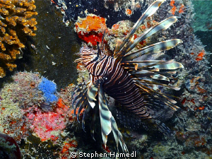 Lionfish on the hunt by Stephen Hamedl 